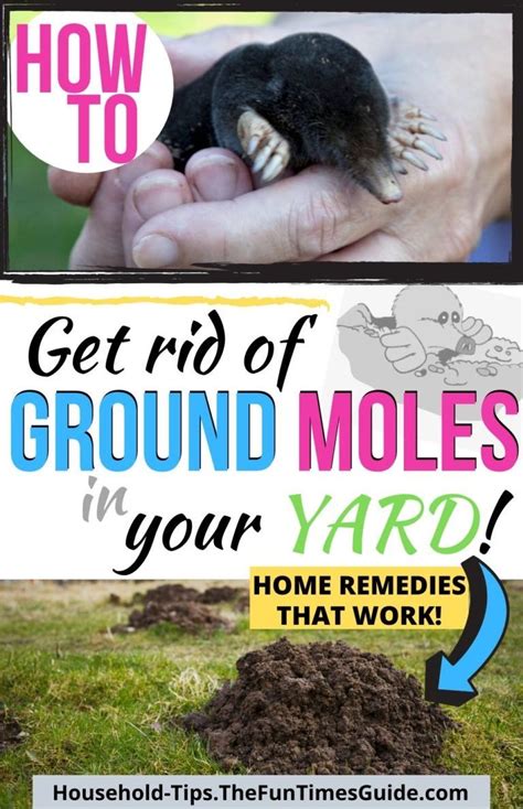 mole removal from yard